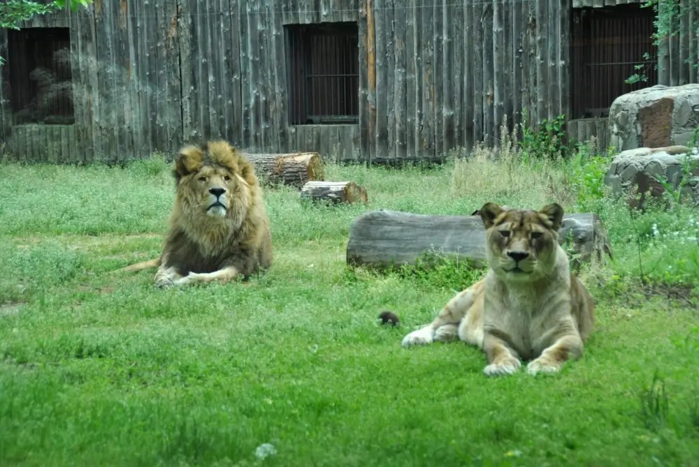 Scurt istoric Gradina Zoologica Bucuresti